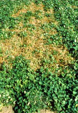 Integrated management of Sclerotinia
disease in beans - 2000