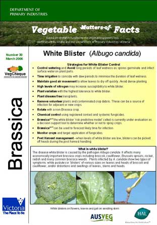 Matters of Facts #30 Brassica White Blister March 2006