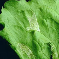 lettuce - downy mildew
