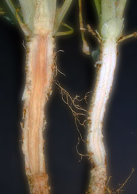 parsley root rot